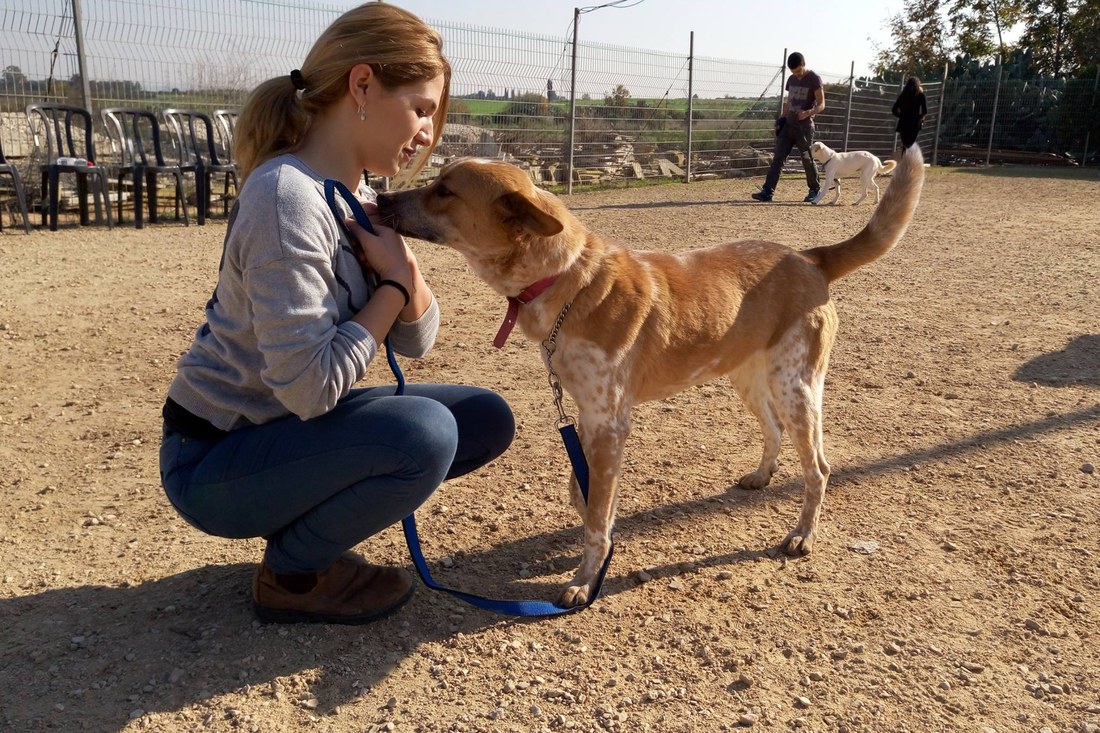 A student greeting a dog on a lead during supervised field work.